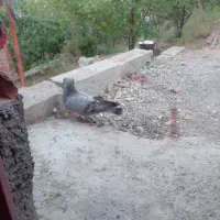 کبوتر