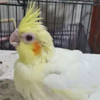 جوجه عروس هلندی