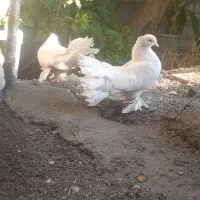 کبوتر دم چتری