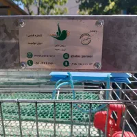 قفس بلدرچین تخمگذار