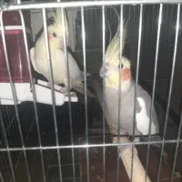 جفت عروس هلندی