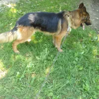 سگ ژرمن