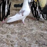 کفتر جوجه و مغلف