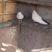 جفت دم سیاه
