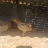 جوجه گلین