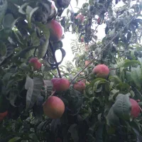 زمین-کشاورزی-به-متراژ-4-هزار-متری