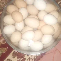 تخم مرغ کردی