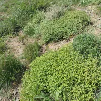 آویشن وچایی کوهی