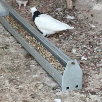 طوقی درجه یک|پرنده|خرمشهر, |دیوار