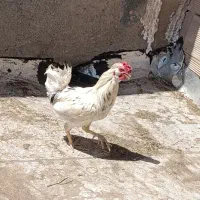 خروس و مرغ