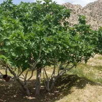 فروش ملک انجیر ثمری بید بخون ۳۰۰ میلیون زیر قیمت