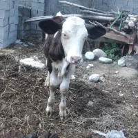 گوساله نر