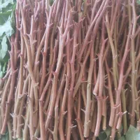 ترکه احمداقای درجه یک