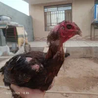 مرغ لاری