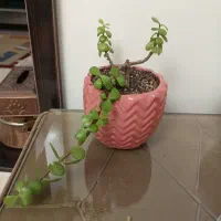 گل آپارتمانی