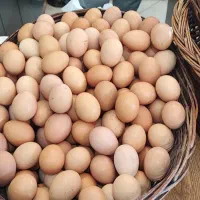 تخم مرغ محلی گلپا