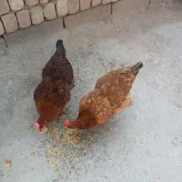 مرغ تخمگذار