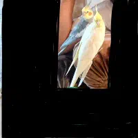 عروس هلندی گمشده