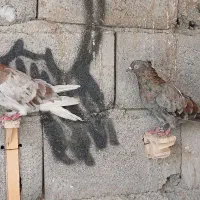 دمسفید|پرنده|بم, |دیوار