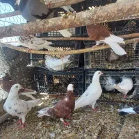 کبوتر|پرنده|خمین, |دیوار