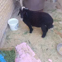 گوسفند نر
