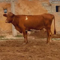 گاو با گوساله شکم سوم ۱۳ کیلو شیر ۳ ماه نیم آبستن