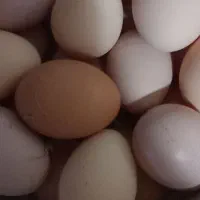 تخم مرغ تازه ودرشت