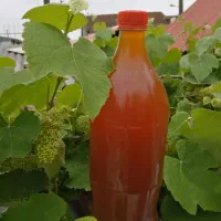 آبغوره طبیعی