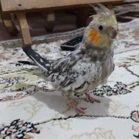 عروس هلندی