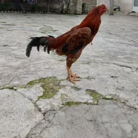 خروس لاری