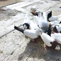 فروش کبوترر طوقی