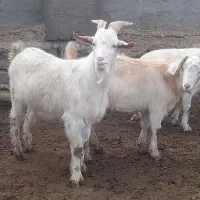 چهار عدد نر بز سانن.