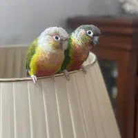طوطی