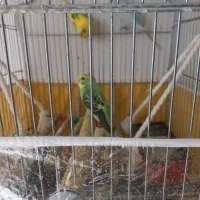 مرغ عشق|پرنده|مشهد, زیبا شهر|دیوار