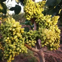 انواع پیوند پسته