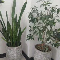 گل و گلدان