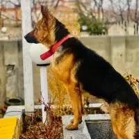 سگ ژرمن