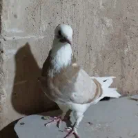 یک جفت کبوتر هما سرور