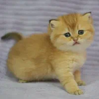 بریتیش های اصیل