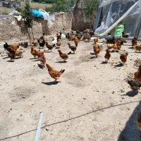 فروش ۱۰۰ عدد مرغ تخم گذار