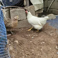 .خروس لوهمن و گردن لخت و برهما