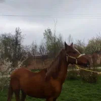 اسب نریان قشنگ