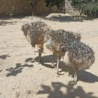 سه عدد شترمرغ برای فروش