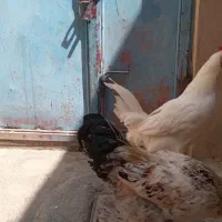 خروس های جوان محلی