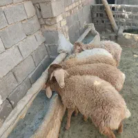 بره ماده