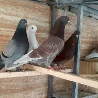 کفتر پرشی،سرخ،سفید،سبز