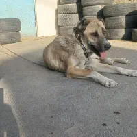 سگ نر نگهبانی گله خراسانی