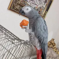 انواع راهب گرینچیک