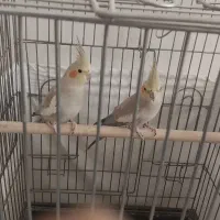 دوتا عروس هلندی نر