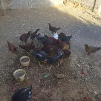 نیمچه‌مرغ‌وخروس‌دورگه